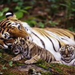 wildlife-tours-packages-with-ravi-tours-india