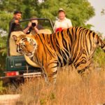 single tiger in park with cameraman tourist on safari